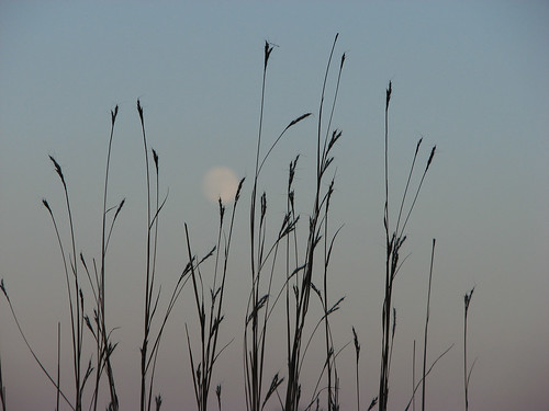 Grass and Moon