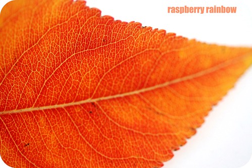Autumn leaf vein.