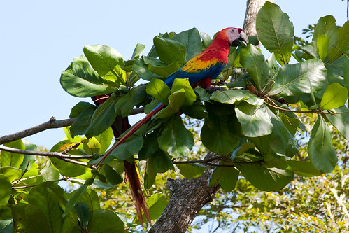 Wild Macaws