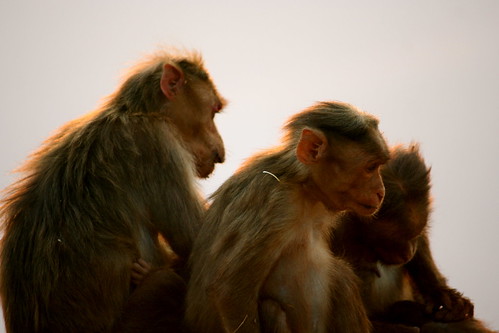 macaque family