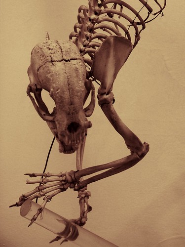 Kinkajou skeleton