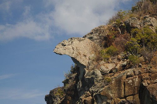 rock iguana