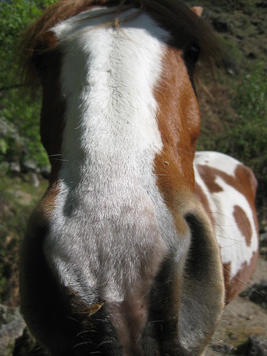 horse face markings. Horse Facial Markings