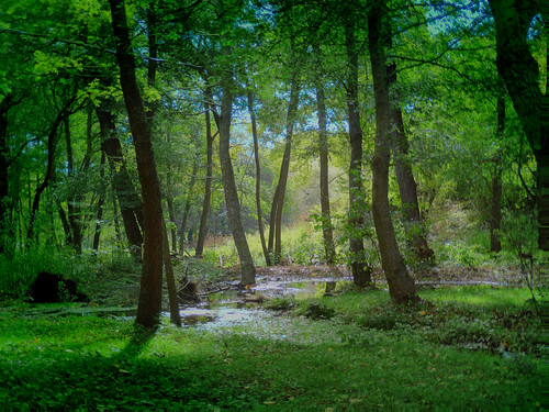  フリー画像| 自然風景| 森林/山林| 緑色/グリーン|        フリー素材| 