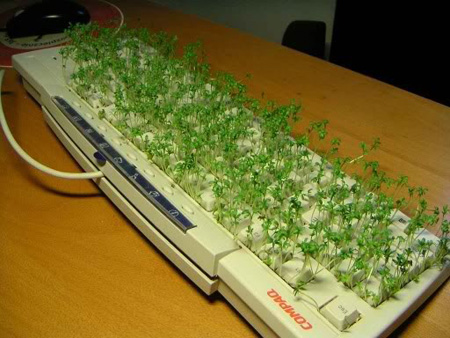 Keyboard Seedling Starter