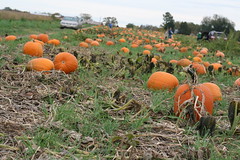 Pumpkin field, College Run Farms, Surry Va