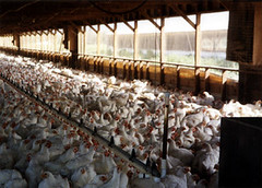Inside a Barn on a Chicken Factory Farm