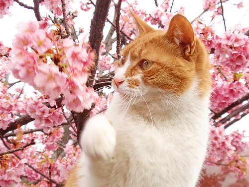 Sakura cat (Punch!  Because she can't eat flowers?)