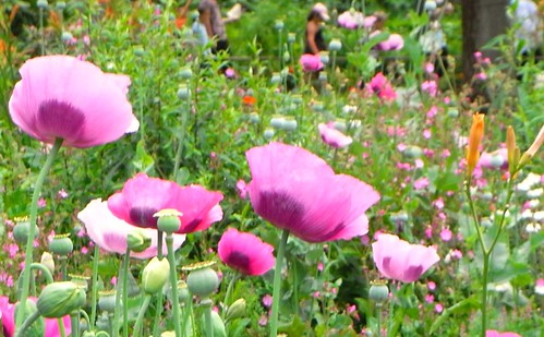 Monet's Purple Poppies in Giverny