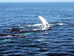 Whale_group_Fin2