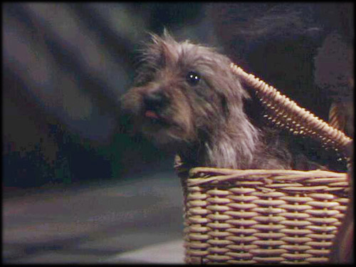 Toto With Basket 