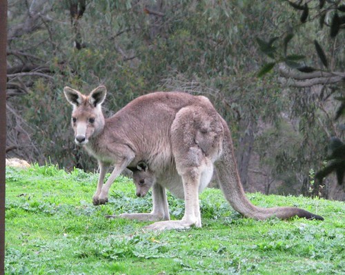 Kangaroo and Joey July 09 lw
