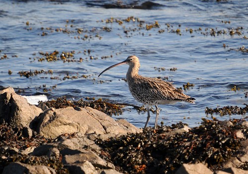 curlew