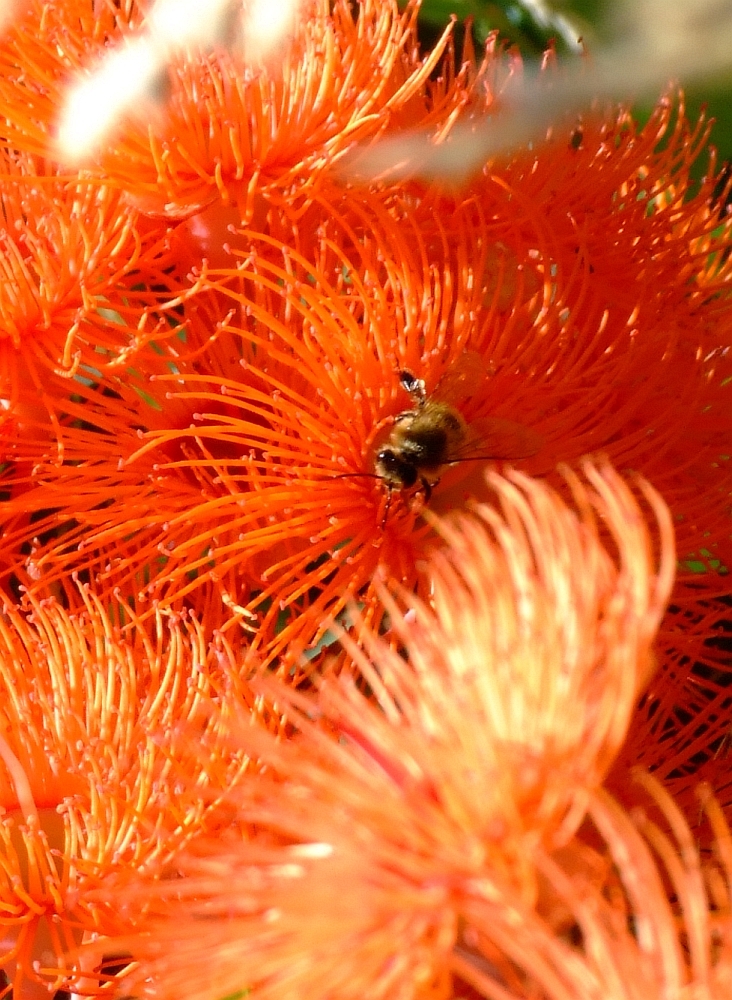 bee-in-orange