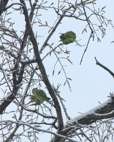 Brooklyn Parrots in Snowy American Elm
