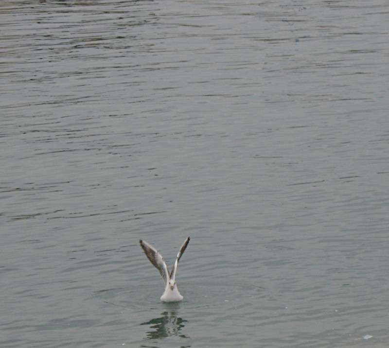 22-1-2009-seagulls10