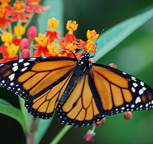 Full-winged Monarch Butterfly feeds on nectar and prepares to lay its eggs on gold, orange and pink Milkweed