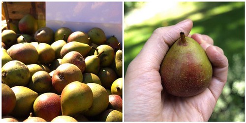 tiny seckel pears