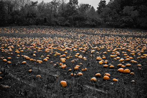 The Great Pumpkin Patch by CJ Schmit