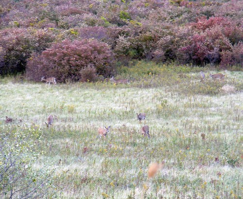 Deer in Maumee Bay meadow