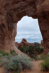 Pine tree arch
