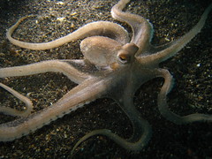 Hairy Octopus