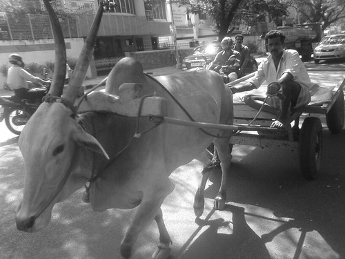 Bullock Cart - Chennai, Anna Nagar
