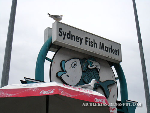 seagull and sydney fish market
