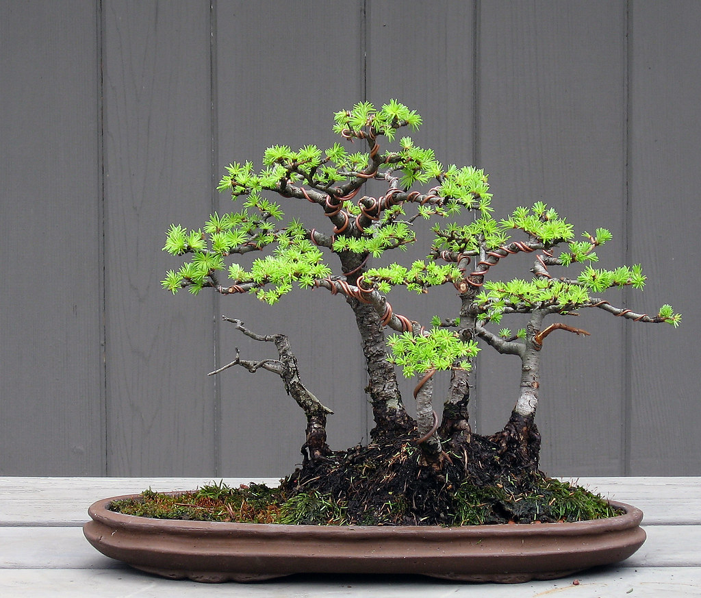 Larch Forest shohin 4-23-09 by OpenEye, on Flickr