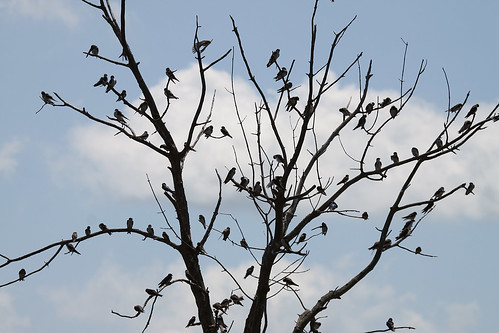 Tree of Tree Swallows