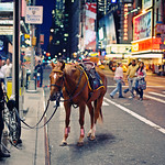 New York City - The Police Horse
