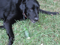 buddy munching on a cucumber