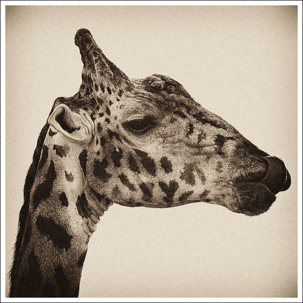 Portrait of a Giraffe by YYZDez