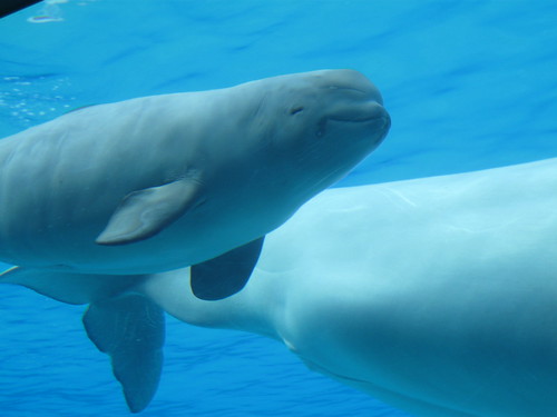 cute beluga whale pictures. Beluga whale baby. Cute little