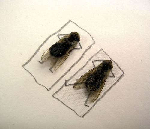 dead-flies-art-2