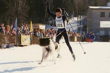 Běh na lyžích se psy