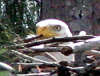 Enlarged Eagle at Nest January 14 2009