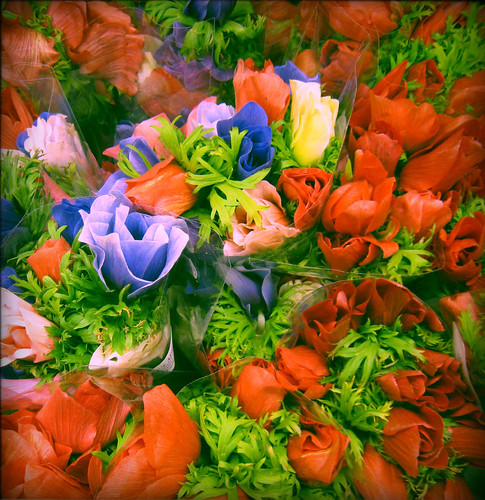 spring flowers at the grocery store
