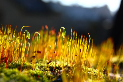 Some moss