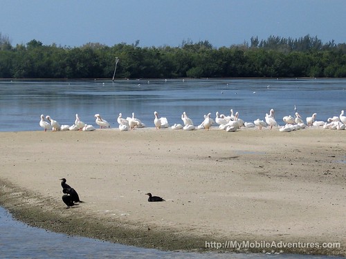 IMG_5433-white-pelicans-black-cormorants-Ding-Darling