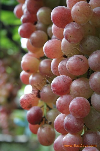 Probolinggo Grape Farm