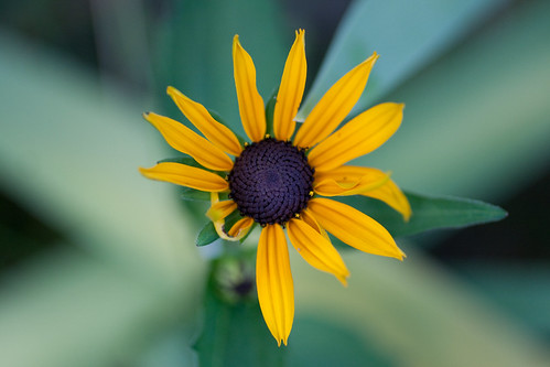 Mini-Sun Flower