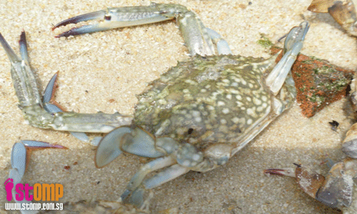 Selimang beach: New place to go for flower crabs