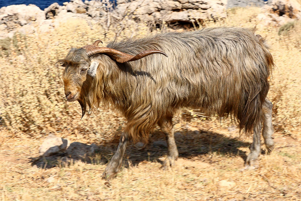 Cretan Images - Goats