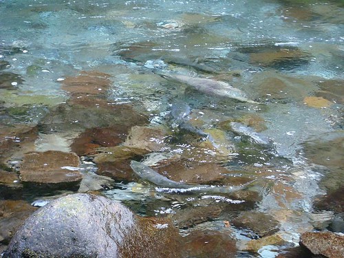 Salmon Run on Sheep Creek (2)
