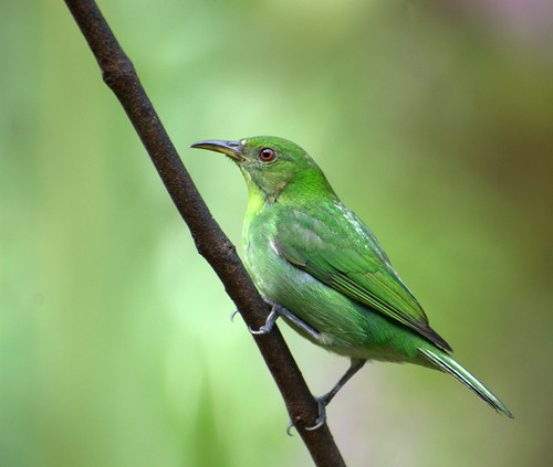  フリー画像| 動物写真| 鳥類| 野鳥| ズグロミツドリ| 緑色/グリーン|      フリー素材| 