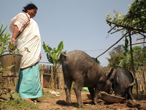 Pig marketing opportunities in Assam and Nagaland