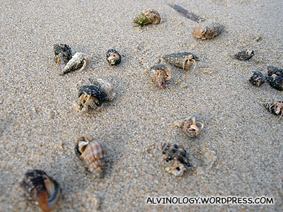 Lots of hermit crabs which we collected