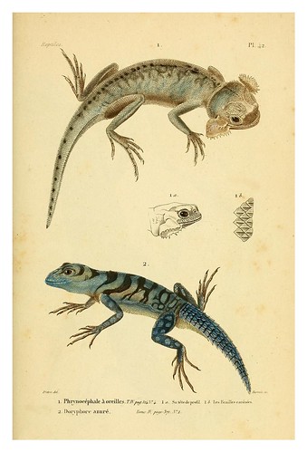 008-Erpétologie générale ou Histoire naturelle complète des reptiles 1834
