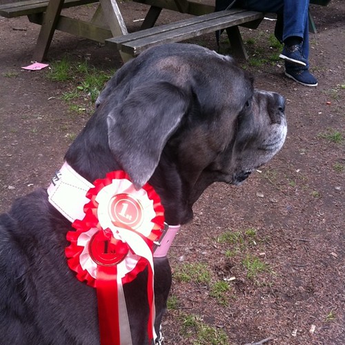 Blue's just won again "Best Treat Catcher" #petstagram #mastiff #dog #canecorso #winner #dogshow